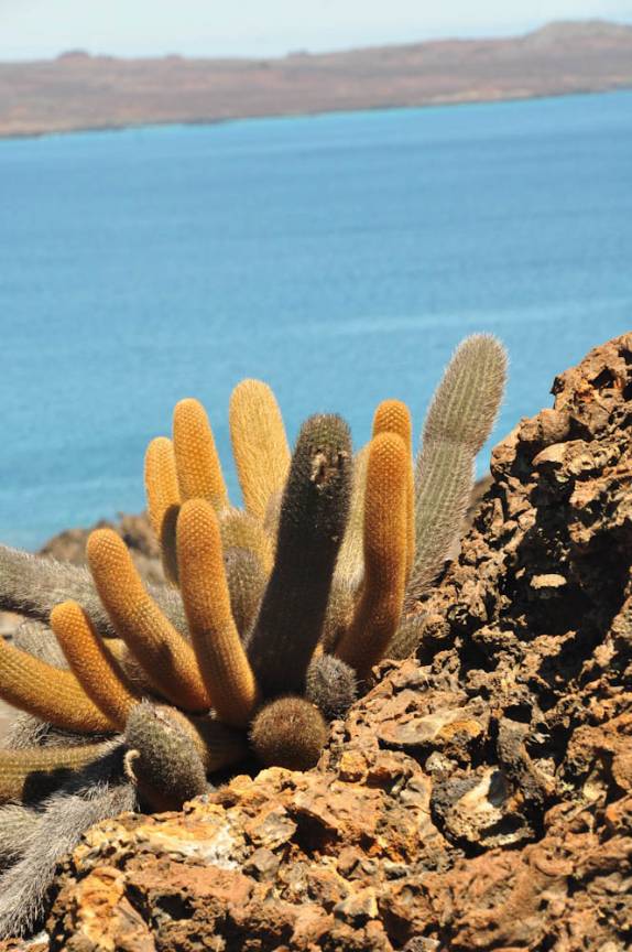 Vegetação da Ilha de San Bartolomeu (próxima a Isla de Santiago), em Galápagos